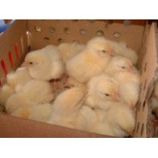 COBB MEAT BIRD FERTILE EGGS.  POSTING TUESDAY